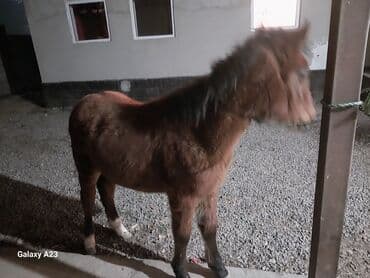 продажа охотничьих собак: Продаю | Жеребенок | Для разведения — 3