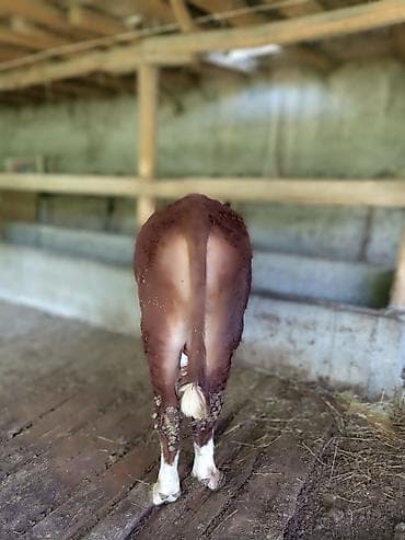 корма для сх животных: Продаю | Бык (самец) | На откорм | Привязанные — 4