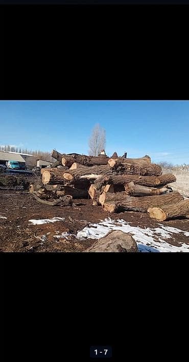 икра лосося: Куплю карагач дуб тополя — 2