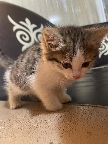 кошка арча бешик: Отдам котят в добрые руки. 🐱 3 котёнка, все очень красивые, ласковые — 1
