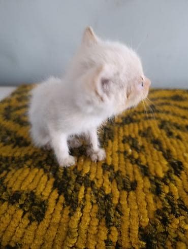 с мыкан: Отдам котят даром — 5