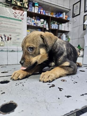 отдам даром собаку в хорошие руки: Собака даром: Дворняжка, 2 месяца, Самец, С прививкой — 2