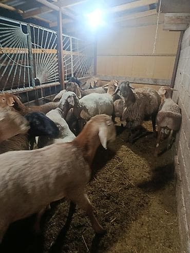 маленький баран: Продаю | Баран (самец) | На забой | Котные — 6