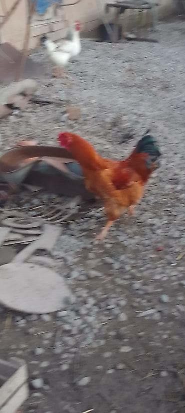 петух джерси: Продаю | Петух | Домашняя | Для разведения — 2