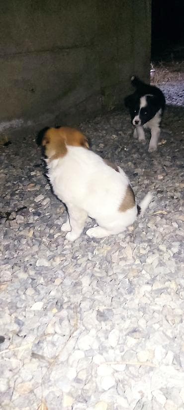 Ит кууту: Отдам даром щенки бардер колли 1 Мес мальчики адрес город Ош село — 2
