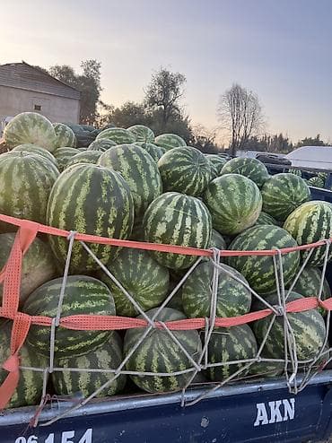 Арбузы Оптом, Бесплатная доставка