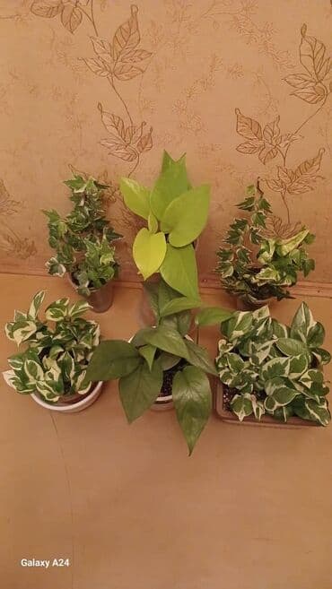 купить большие комнатные растения: Коллекция комнатных растений с декоративной листвой (в горшках) — 26