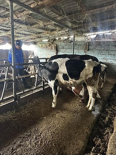 Айыл-чарба жаныбарлары: Сатам | Кунаажын | Аргын | Бордоп семиртүү үчүн | Байланган — 5