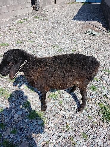 яицо страуса: Продаю | Овца (самка) | Для разведения — 2