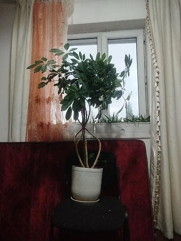цветы комнатные в бишкеке: Комнатные растения в горшках . - Сансевиерия -по 500 - Алоэ — по 1000с — 1