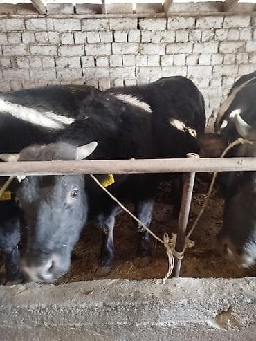 ящик для документов: Продаю | Бык (самец) | На откорм | Привязанные — 3