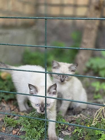 Животные: 🐾 Британские котята готовы к переезду! 🏡 Предлагаются очаровательные — 2