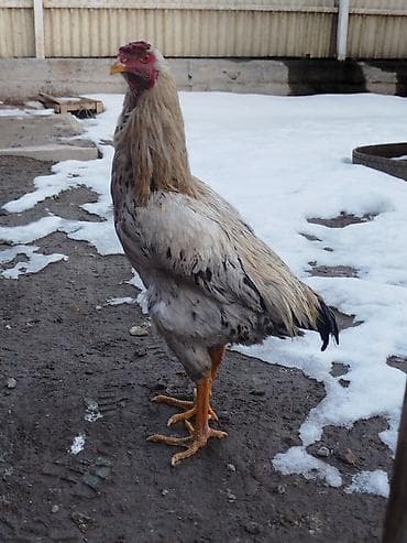 subaru forester 2: Электровелосипед, Б/у — 5