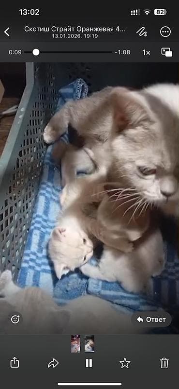 котята шотландские: Британская короткошёрстная, 2 месяца, Мальчик, Рыжий, Приучена к лотку — 9