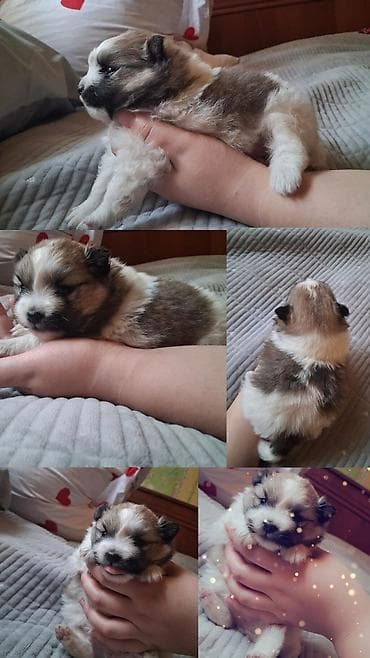 ит алабай: Помиранский шпиц •Девочка •Родилась 14 .03.2026 •Окрас : пати-колор — 6