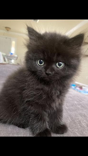 коты на вязку: 🎁 Полностью домашние, к лотку и миске приучены (ну, почти — они — 8