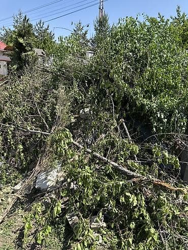 кора для мульчирования: Дрова Фруктовая древесина, Самовывоз — 1