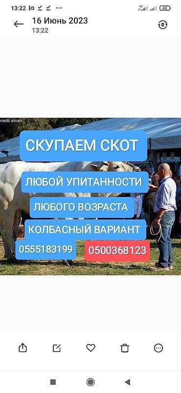 Частное лицо, Колбасный цех : Коровы, быки, Лошади, кони, | Круглосуточно, Любое состояние, Забитый — 1