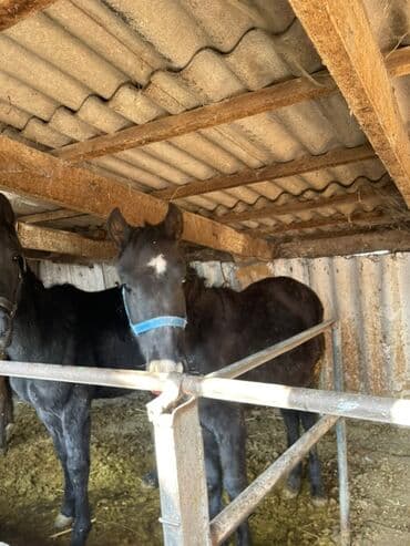 сколько стоит сиамская кошка в сомах: Продаю | Жеребенок | Для разведения | Племенные — 5