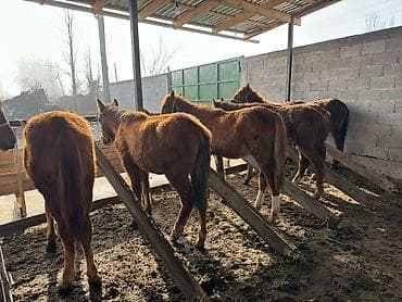 Продаю | Жеребенок | Для разведения | Осеменитель