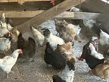 где купить породистых кур: Продаю | Куры, Петух, Цыплята | Кохинхин, Домашняя, Кучинская | На забой, Для разведения, Несушки — 5