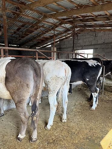 жаны уйлор: Сатам | Бука (эркек) | Аргын | Бордоп семиртүү үчүн | Байланган — 4