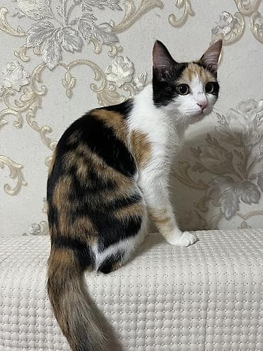 Иттер: 7 айлык, Ургаачы, Лотокко барууга үйрөтүлгөн, Курттардан тазаланган — 5