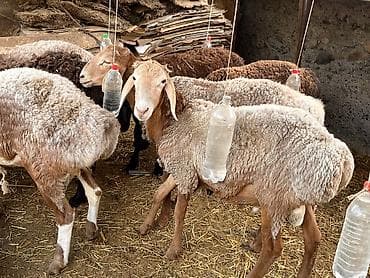 Продам с/х животных: Продаю | Овца (самка), Баран (самец) — 4