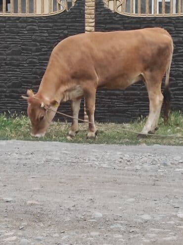 коровы молочной породы купить: Продаю | Тёлка | Алатауская | Для разведения | Искусственник, Отела не было — 1