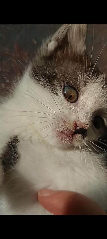 скоттиш страйт серый: Скотиш Страйт (Шотландская прямоухая), 2 месяца, Девочка, Биколор, С документами, Метис, Приучена к лотку — 4