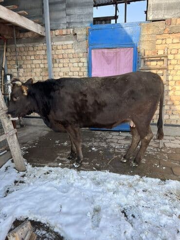 Продаю | Корова (самка) | Для молока
