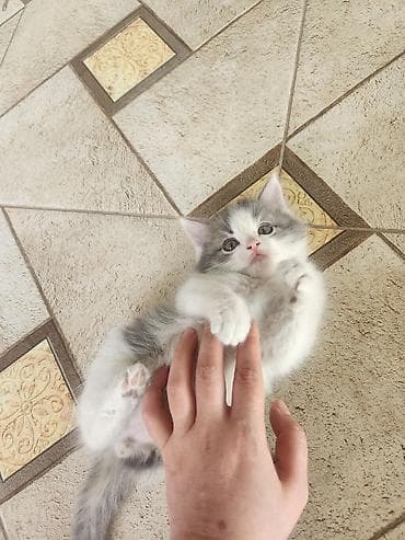 турецкая ангора кошка цена: Мама турецкий ван.🐱 котятами 2 месяца🐱. проглистованы. сами — 10