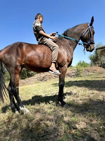 купить рабочую охотничью собаку: Продаю | Кобыла (самка) | Конный спорт, Для разведения — 8