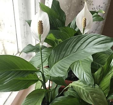 Упаковочные товары: Продаю диффенбахии. Диффенбахия чистит воздух, помогая удалять из — 7