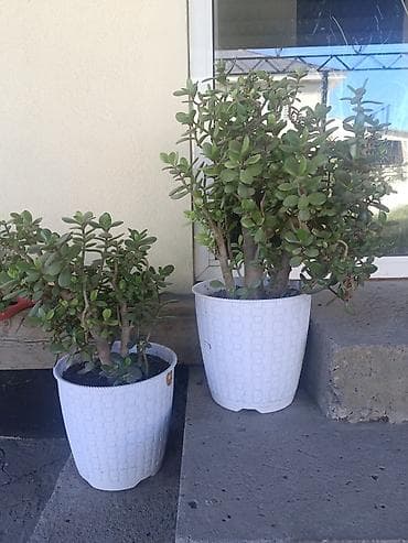 деревья: Толстянка (Crassula ovata, денежное дерево) в декоративном кашпо. - — 10