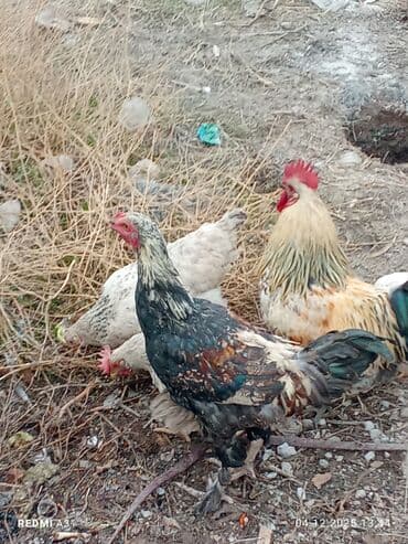 в связи с переездом отдам попугая жако в добрые руки: Продаю | Петух | Для разведения — 3