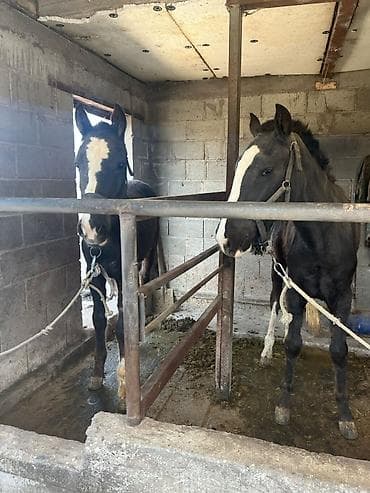 ат бычмал: Продаю | Жеребец | Рабочий — 3