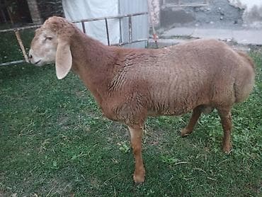 коровы токмок: Продаю | Баран (самец) | Арашан — 1