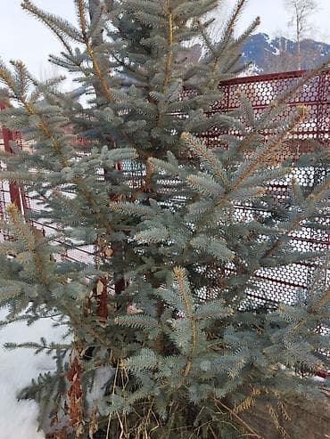 зеркало с подсветкой в полный рост: Ель колючая (Picea pungens), голубая форма - Декоративная хвойная с — 1