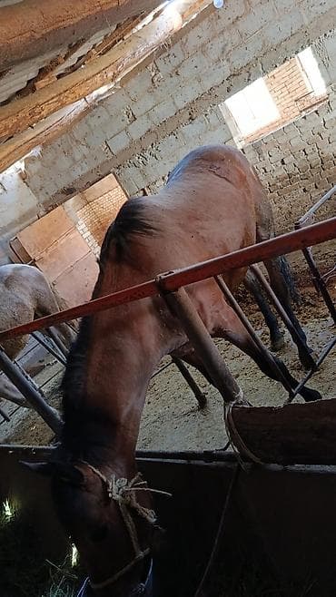 продаю мёд: Продаю | Кобыла (самка) | На забой — 5