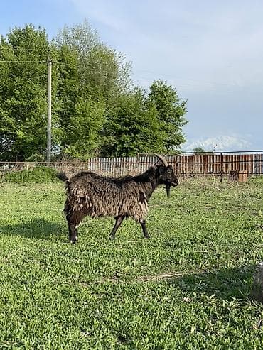 мамалак купить: Продаю | Коза (самка) — 2