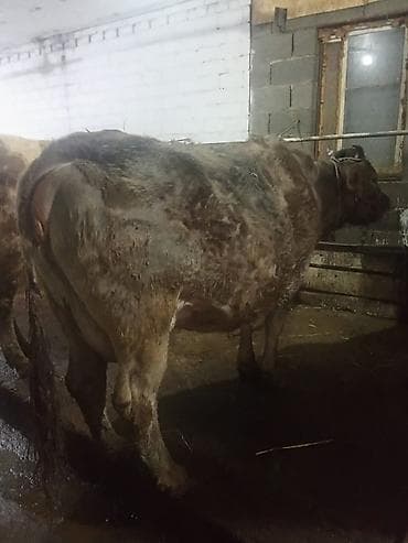 Услуги ветеринара: Продаю | Корова (самка) | Полукровка, Голштин, Алатауская | Для разведения, Для молока | Стельные, После отела, Привязанные — 6