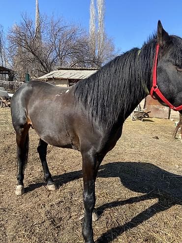 кой мал: Продаю | Конь (самец) | Рабочий, Конный спорт — 1