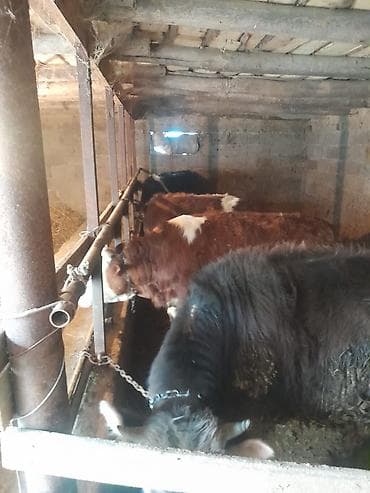 Продаю | Бык (самец) | Полукровка | На откорм | Привязанные