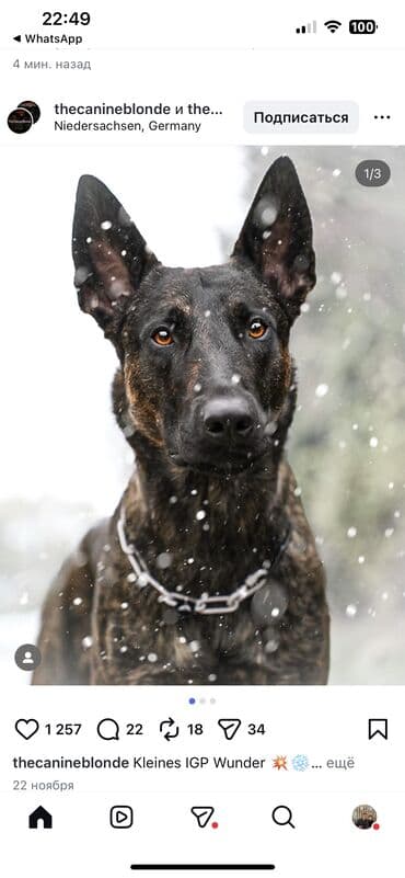 продаю корги: Щенки авчарка малинуа - Возраст: примерно 2 месяца (по фото — — 10