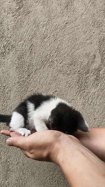 кошка в добрые руки: Кошка даром: Беспородная, 2 месяца, Девочка — 6