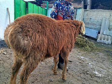 Продаю | Овца (самка) | Для разведения