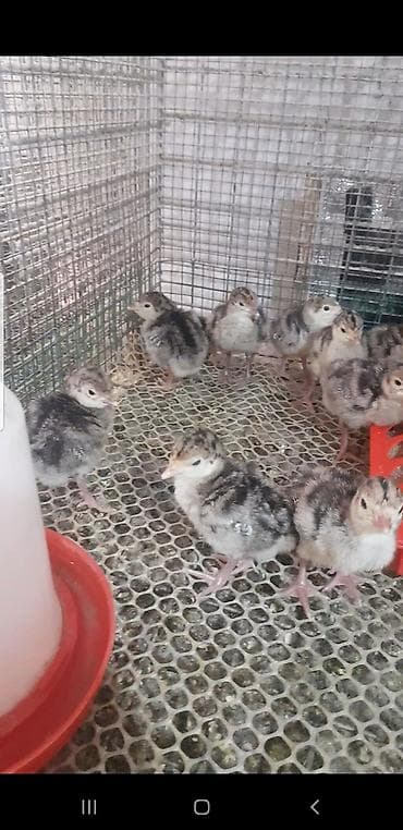 Животные: Индющата Северо Кавказская Бронзовая вылуп есть 4 июня 40 штук по — 2