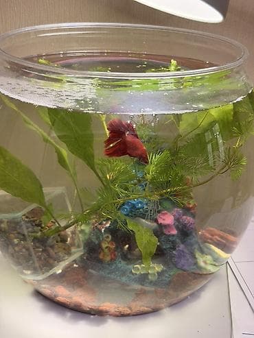 куплю улиток: Аквариумный комплект в форме шара - Прозрачный стеклянный — 2