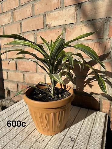 фиалки купить: Комнатные растения в горшках и срезы: 1) Спатифиллум крупный в белом — 6